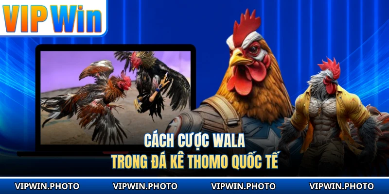 Cách cược Wala trong đá kê Thomo quốc tế