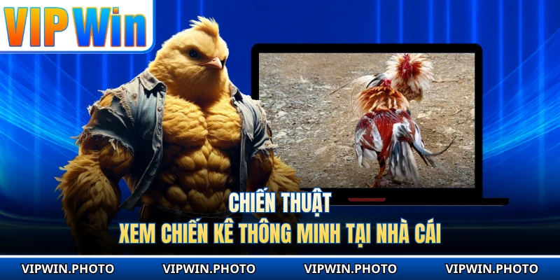 Chiến thuật xem chiến kê thông minh tại nhà cái