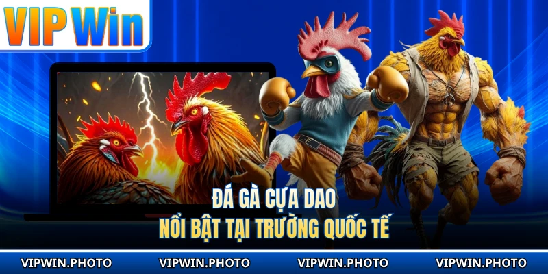 Đá gà cựa dao nổi bật tại trường quốc tế