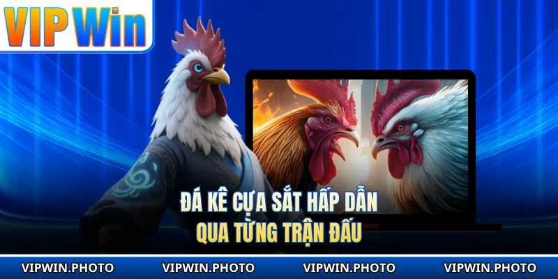 Đá kê cựa sắt hấp dẫn qua từng trận đấu