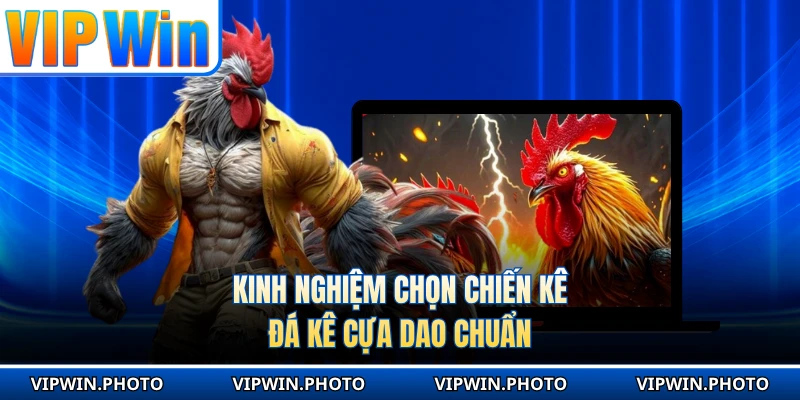 Kinh nghiệm chọn chiến kê đá kê cựa dao chuẩn