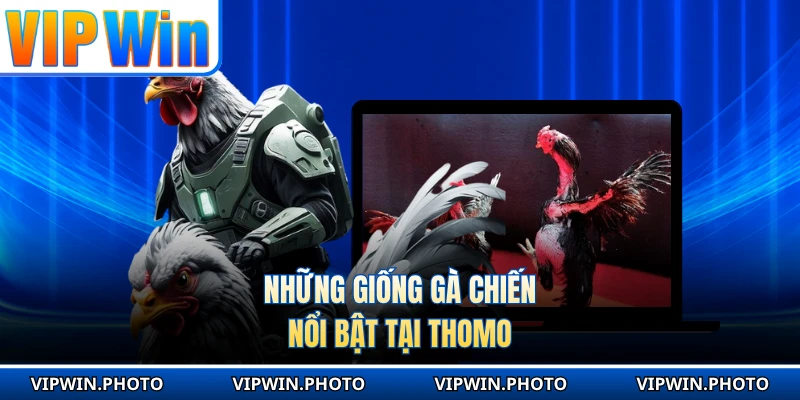 Những giống gà chiến nổi bật tại Thomo